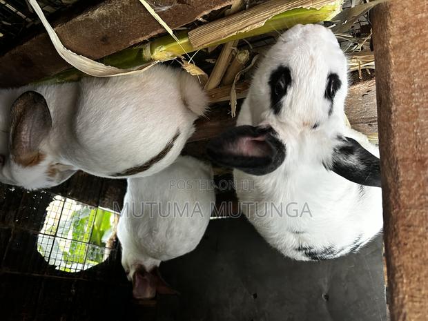 Rabbits Both Mature and Bunnies - thumbnail 2