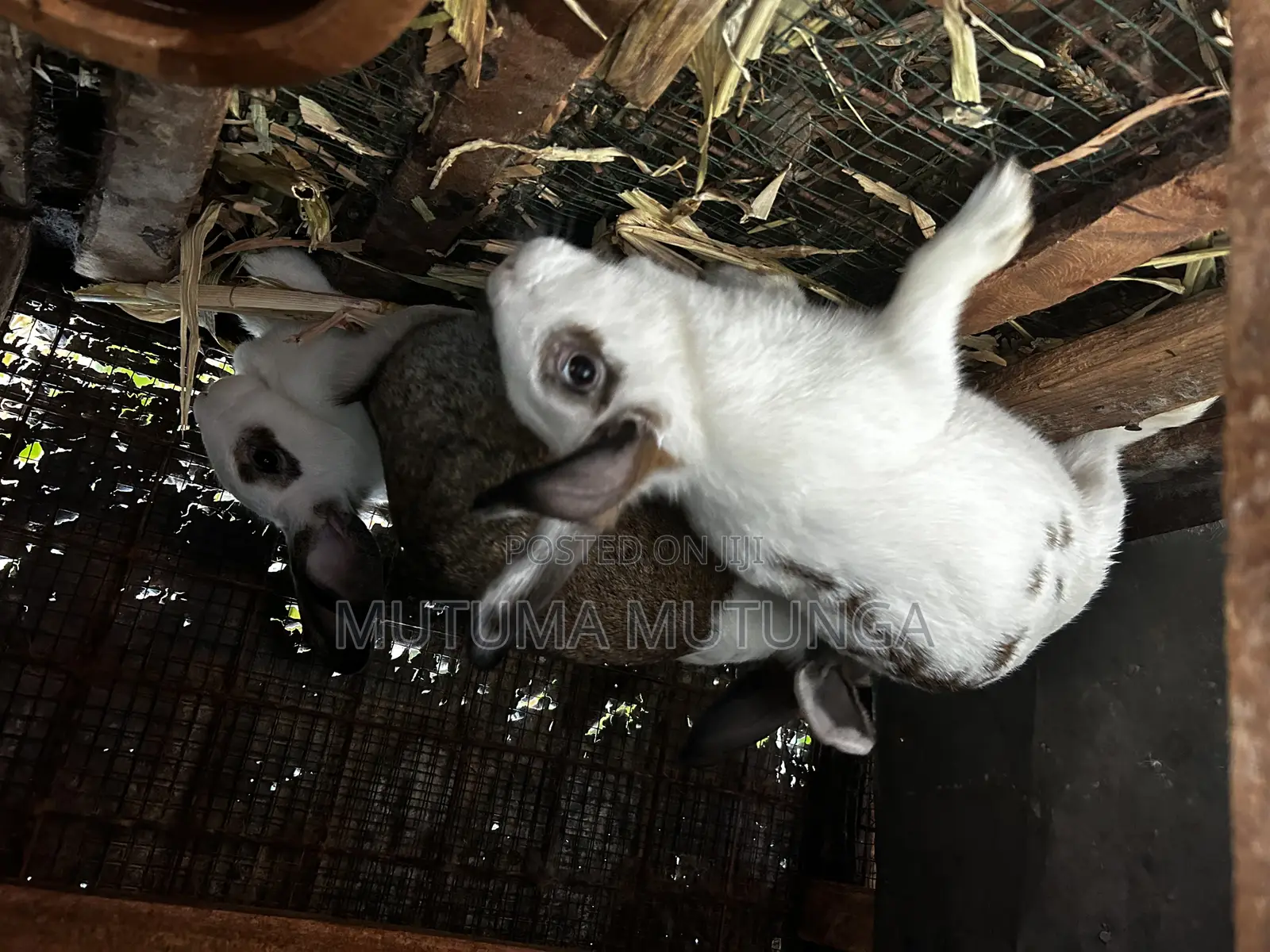 Rabbits Both Mature and Bunnies