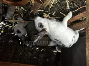 Rabbits Both Mature and Bunnies