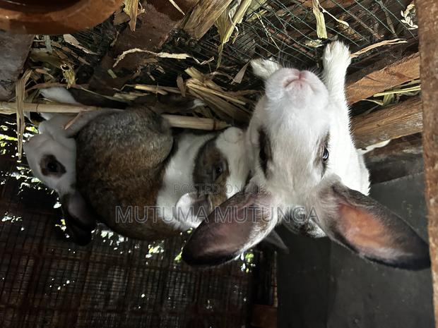 Rabbits Both Mature and Bunnies - thumbnail 3