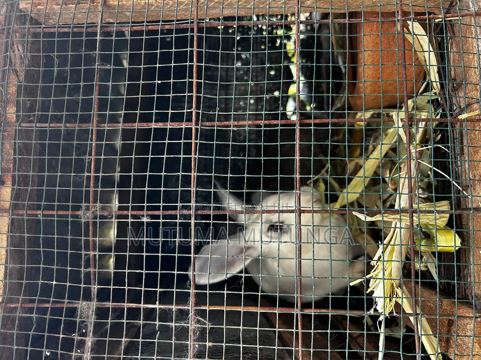 Rabbits Both Mature and Bunnies