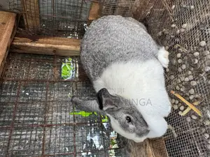Rabbits Both Mature and Bunnies