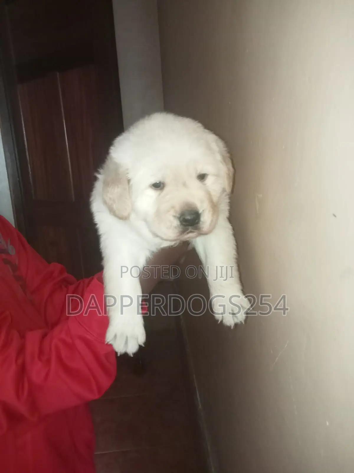 1-3 months Male Purebred Golden Retriever