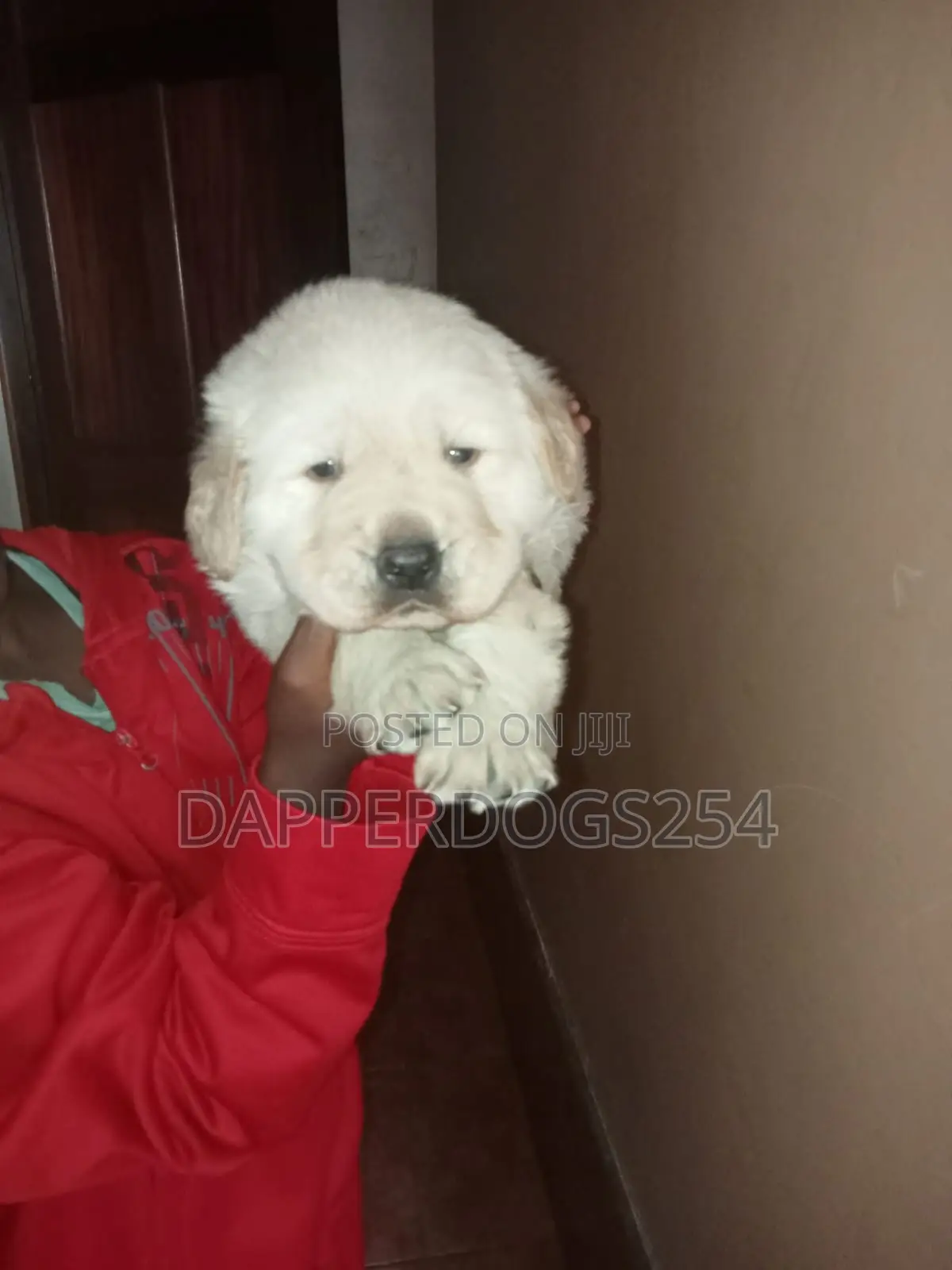 1-3 months Male Purebred Golden Retriever