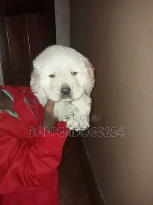 1-3 months Male Purebred Golden Retriever
