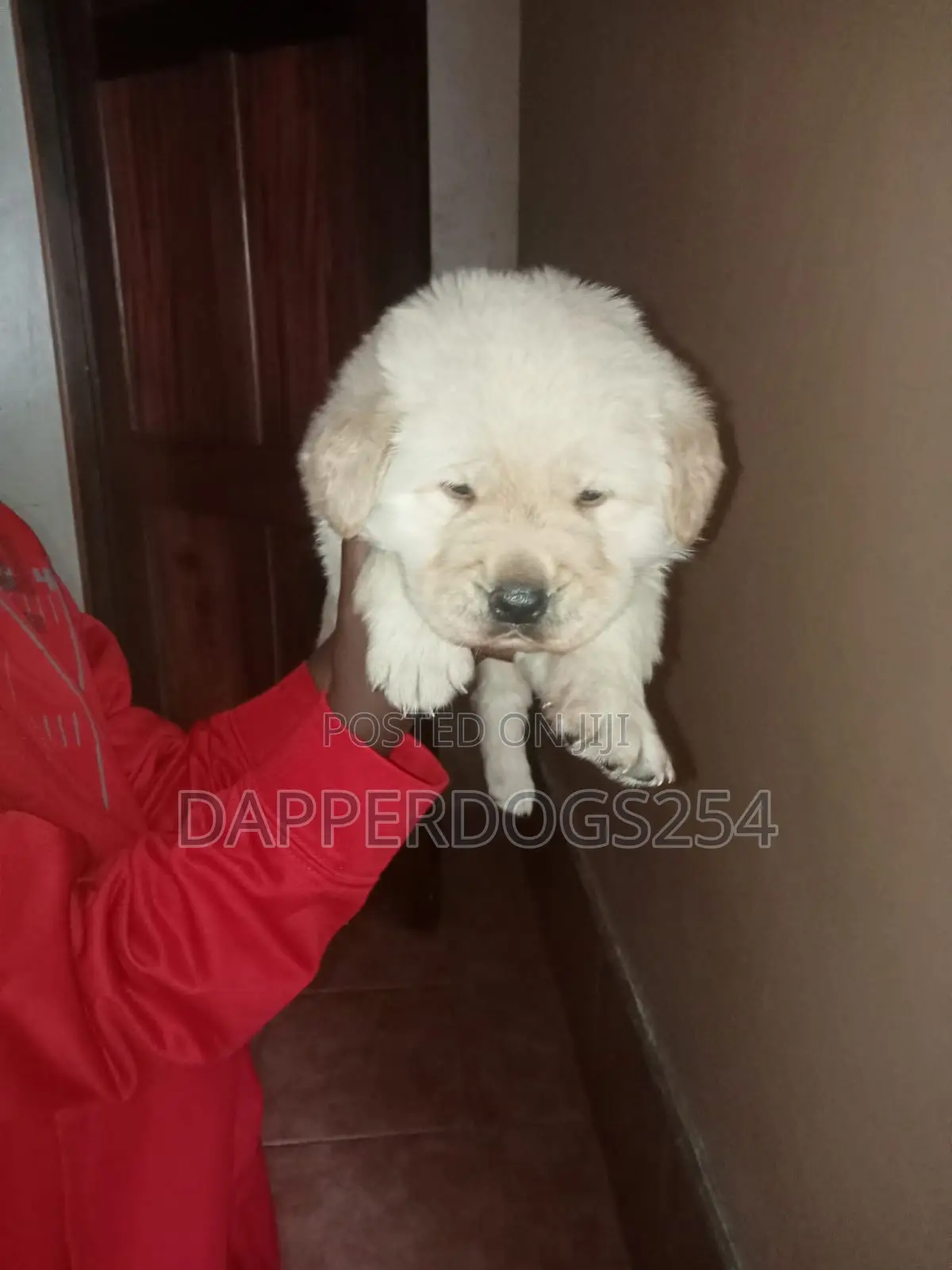 1-3 months Male Purebred Golden Retriever