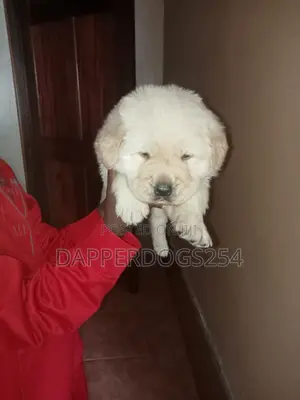 1-3 months Male Purebred Golden Retriever