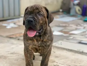 1-3 months Male Purebred Boerboel