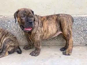 1-3 months Male Purebred Boerboel