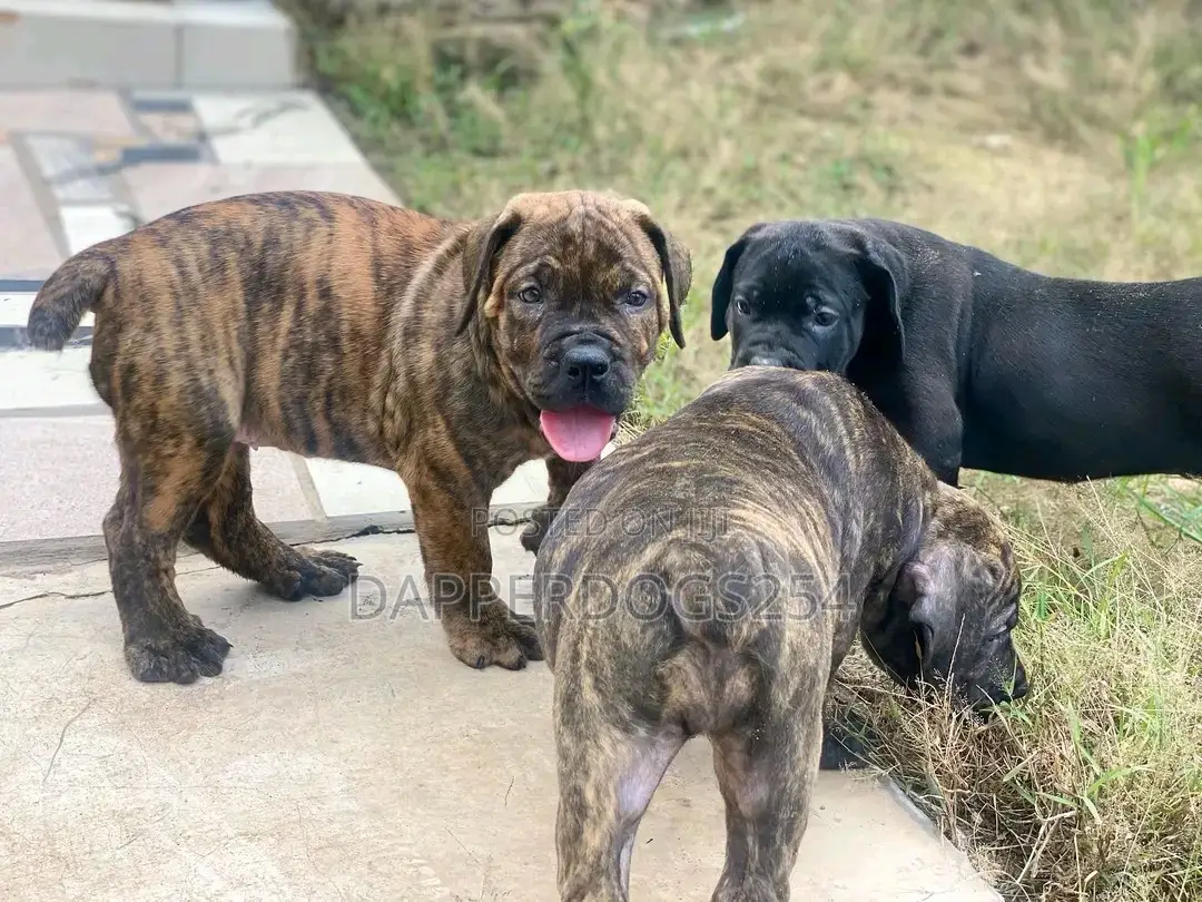 1-3 months Male Purebred Boerboel