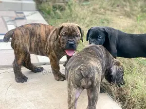 1-3 months Male Purebred Boerboel