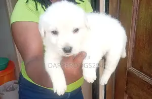 1-3 months Male Purebred Labrador Retriever