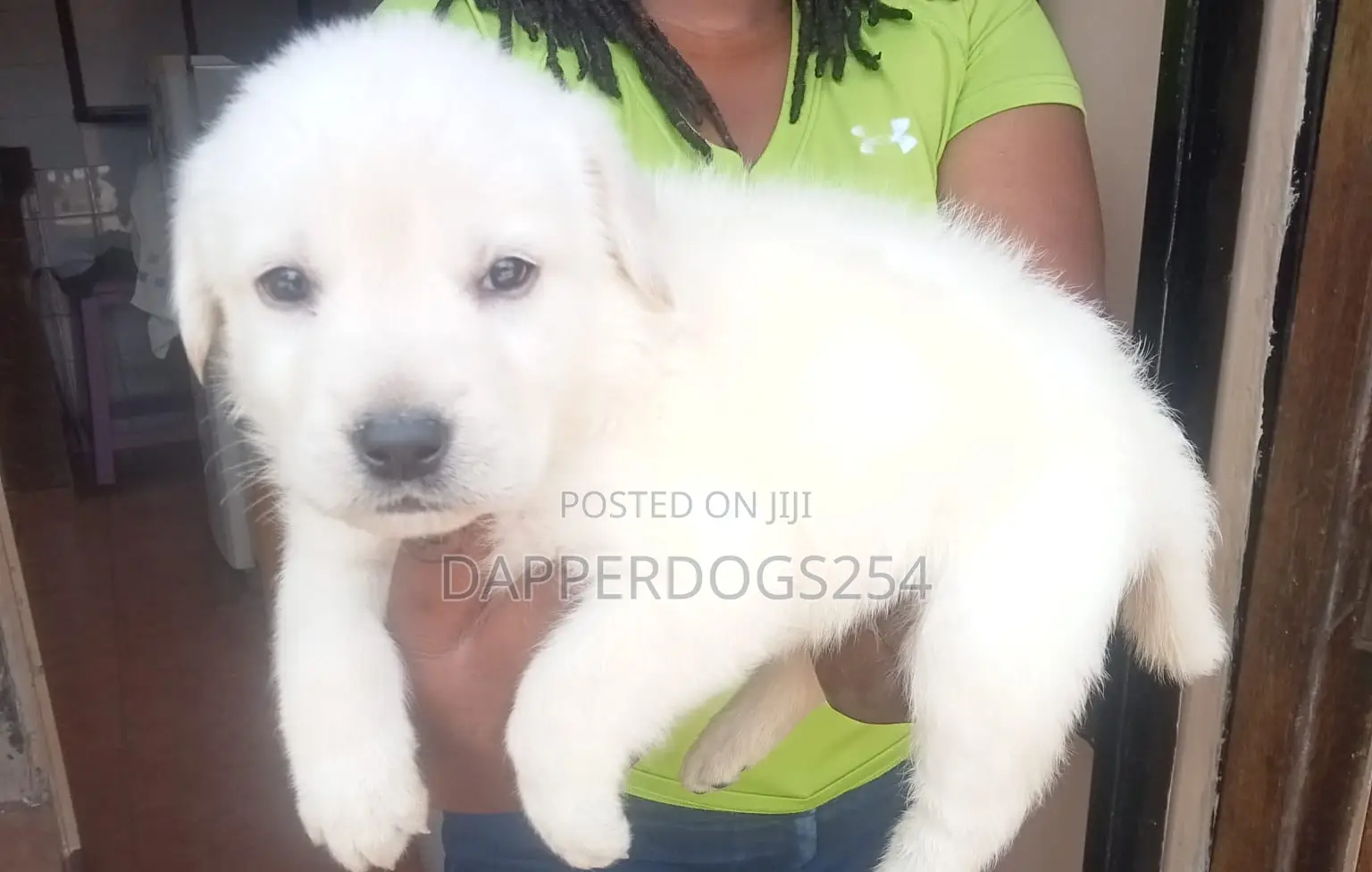 1-3 months Male Purebred Labrador Retriever