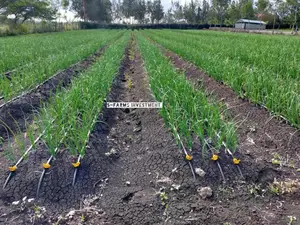 Drip Irrigation in Kenya. (Sustainable Irrigation, Profitable Farming)