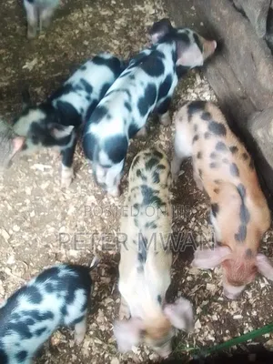 Duroc 12 Piglets 3300sh Each Kiambu Ndumberi
