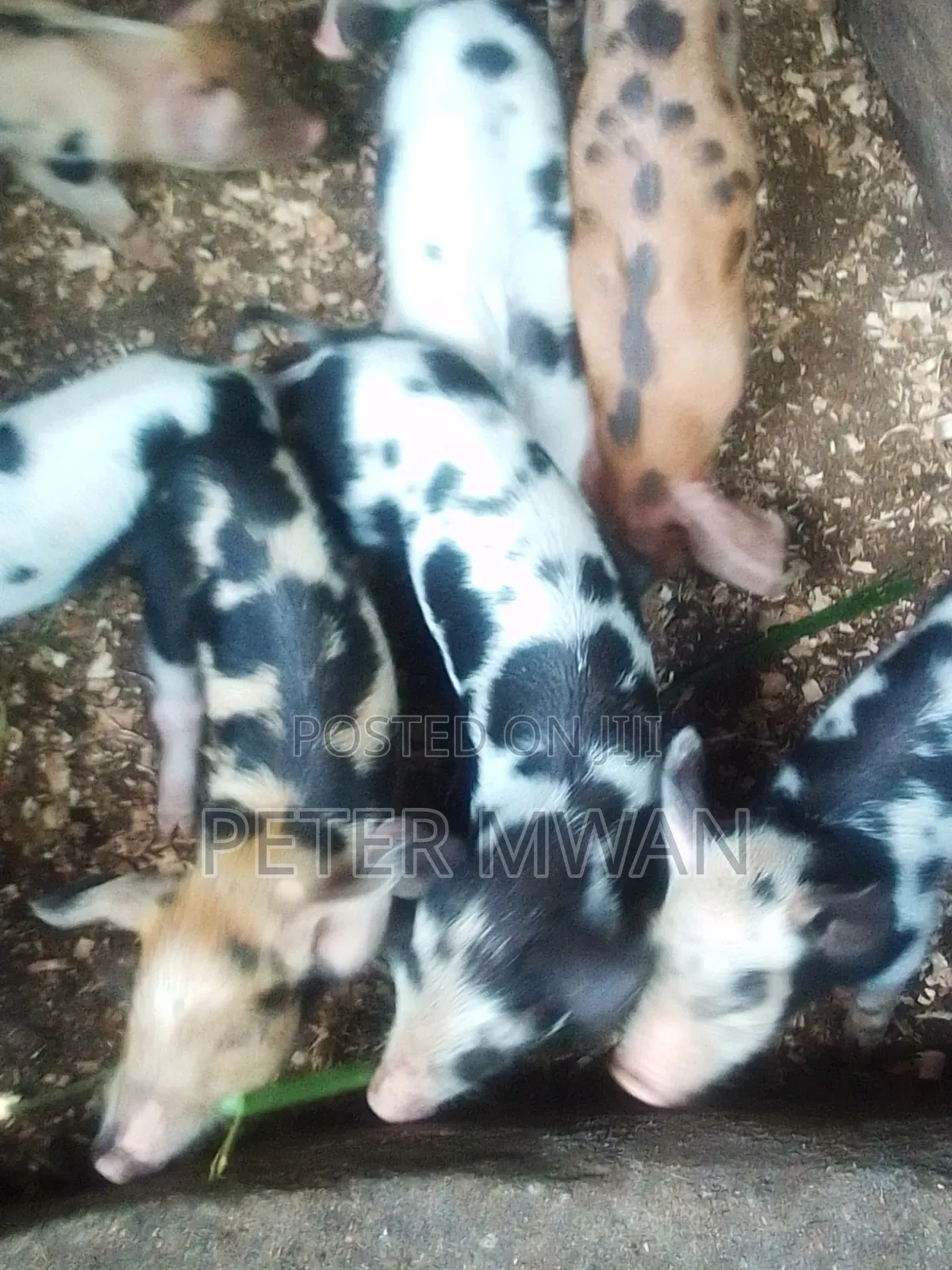 Duroc 12 Piglets 2800sh Each Kiambu Ndumberi