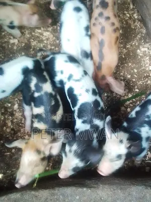 Duroc 12 Piglets 2800sh Each Kiambu Ndumberi