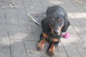 6-12 months Male Purebred Dachshund