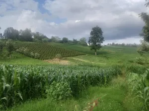 Build Your Dream County Home in Cianda Estate Kiambu.