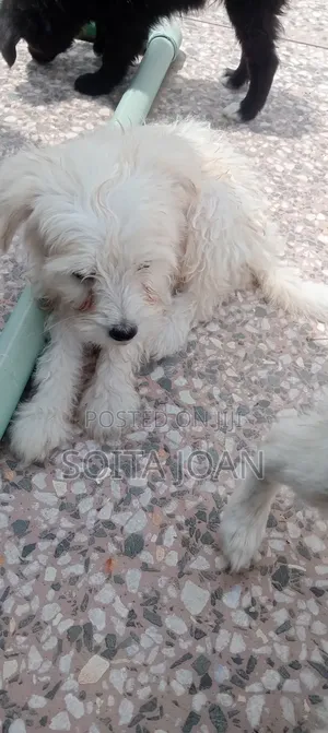 1-3 months Male Mixed Breed Japanese Spitz