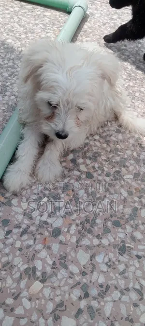 1-3 months Male Mixed Breed Japanese Spitz