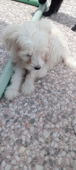 1-3 months Male Mixed Breed Japanese Spitz