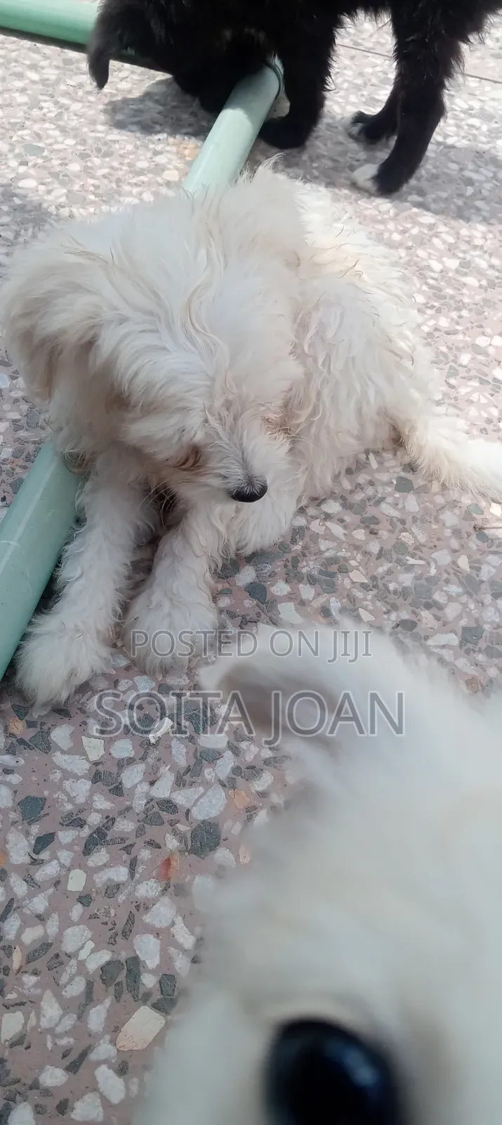 1-3 months Male Mixed Breed Japanese Spitz