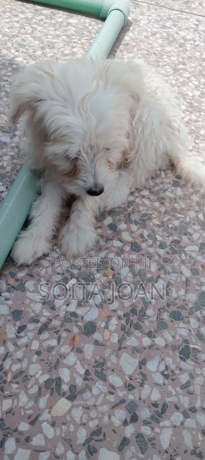1-3 months Male Mixed Breed Japanese Spitz