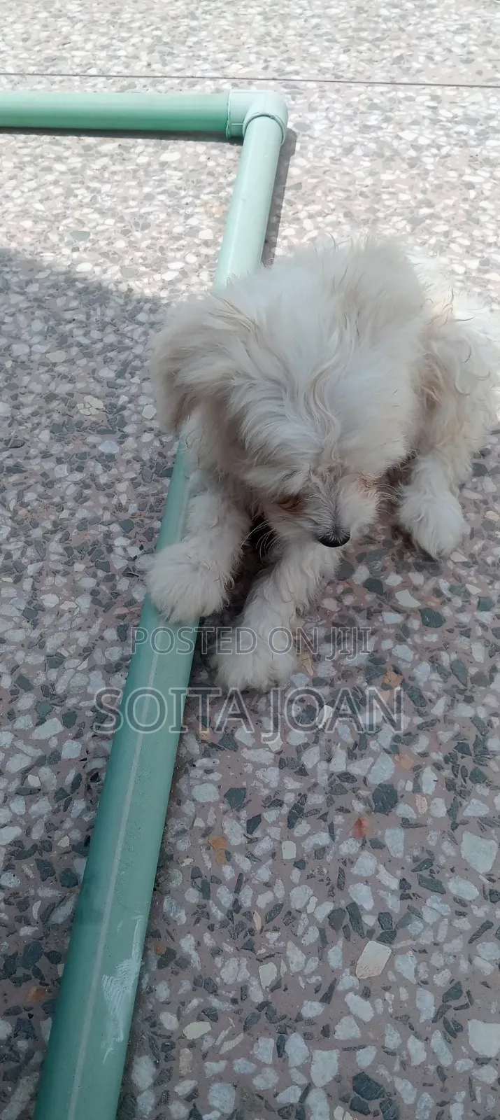 1-3 months Male Mixed Breed Japanese Spitz