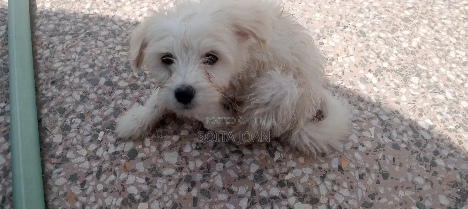 1-3 months Male Mixed Breed Japanese Spitz