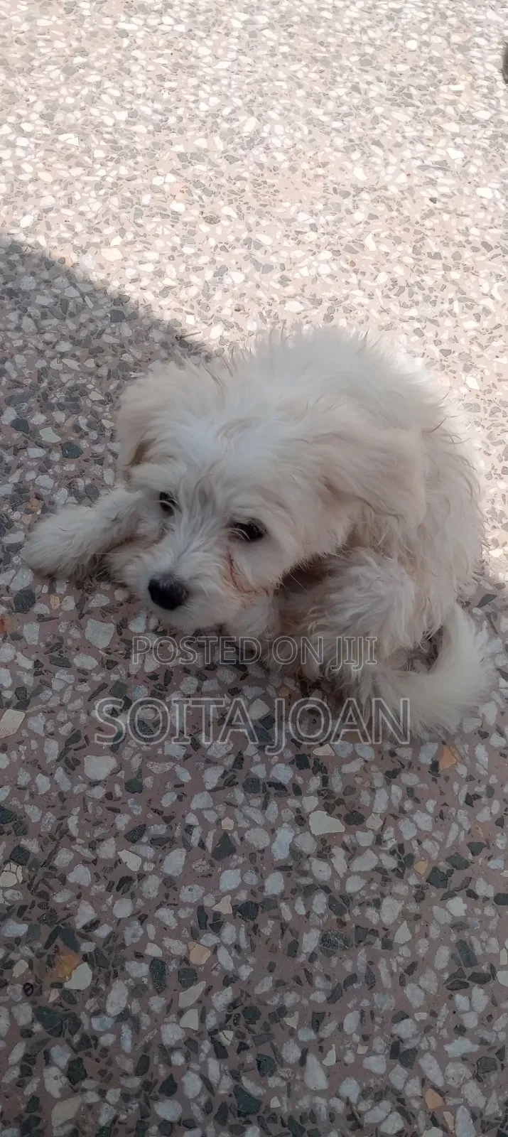 1-3 months Male Mixed Breed Japanese Spitz