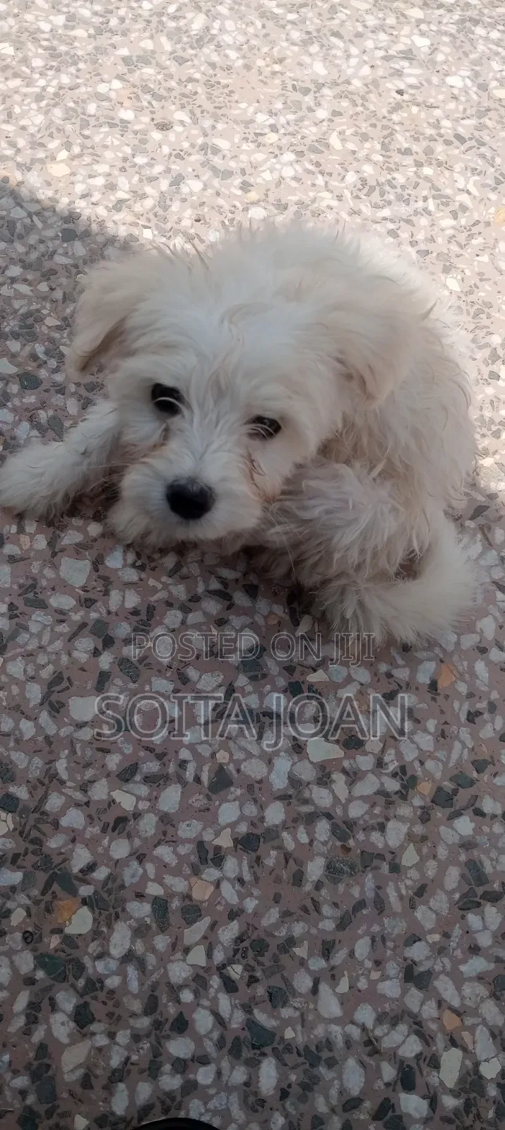 1-3 months Male Mixed Breed Japanese Spitz