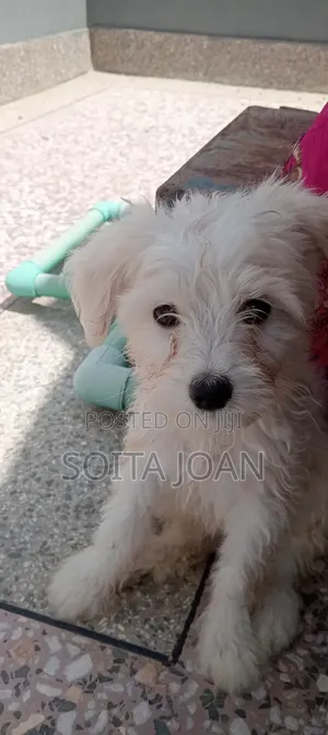 1-3 months Male Mixed Breed Japanese Spitz