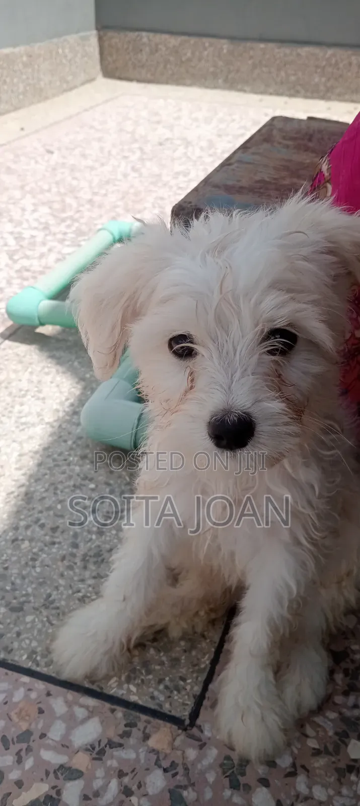 1-3 months Male Mixed Breed Japanese Spitz