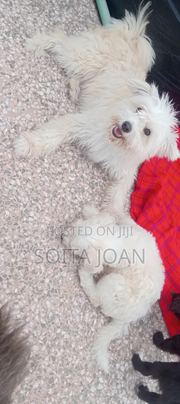 1-3 months Male Mixed Breed Maltese
