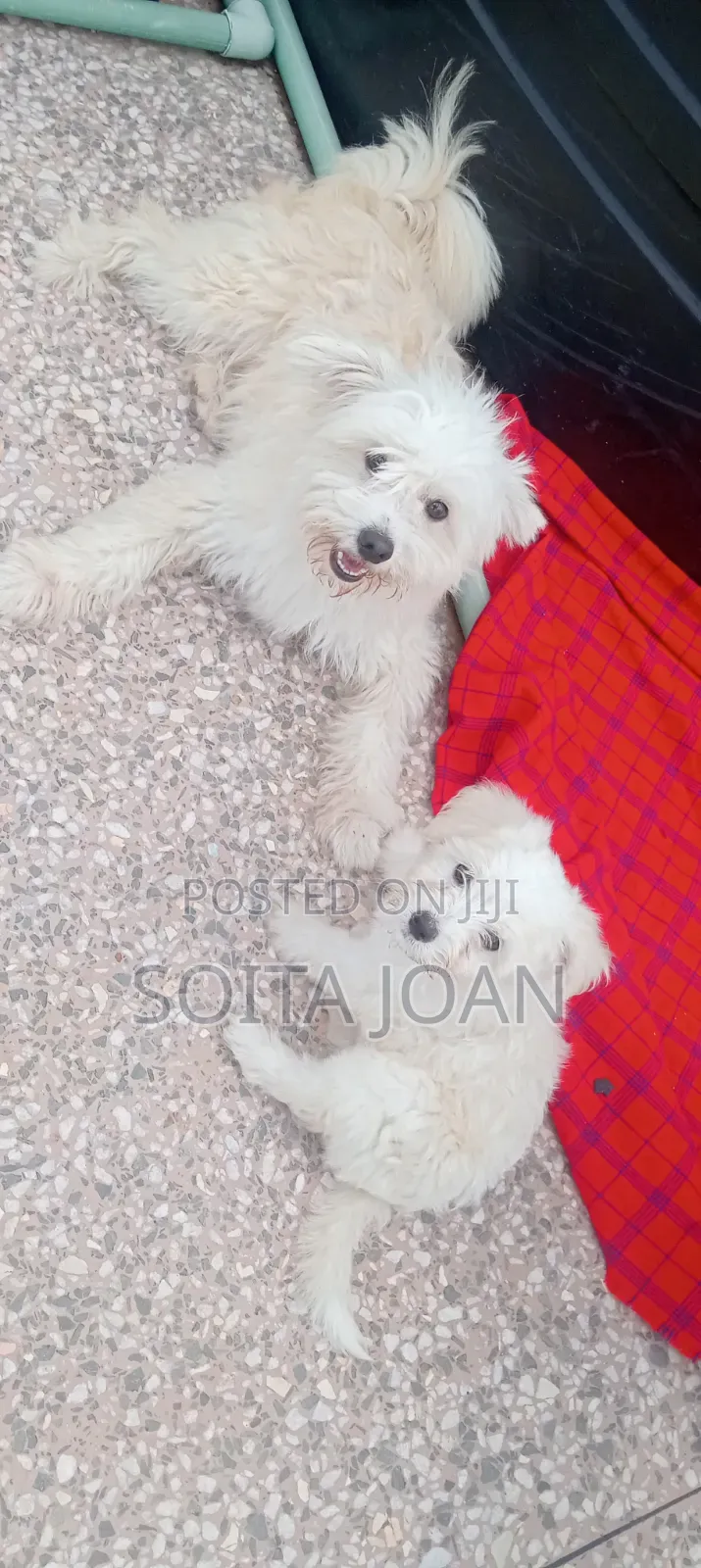1-3 months Male Mixed Breed Maltese
