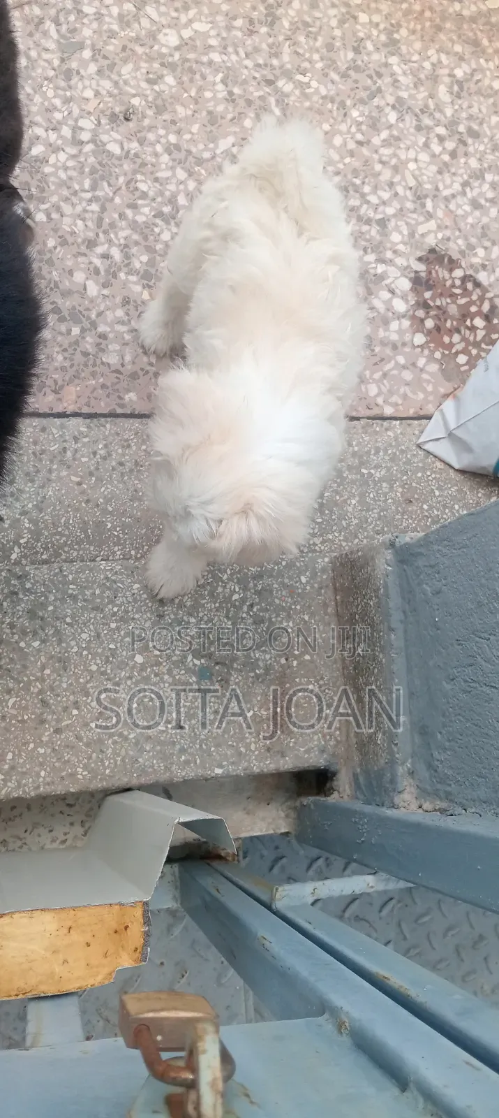 1-3 months Male Mixed Breed Maltese