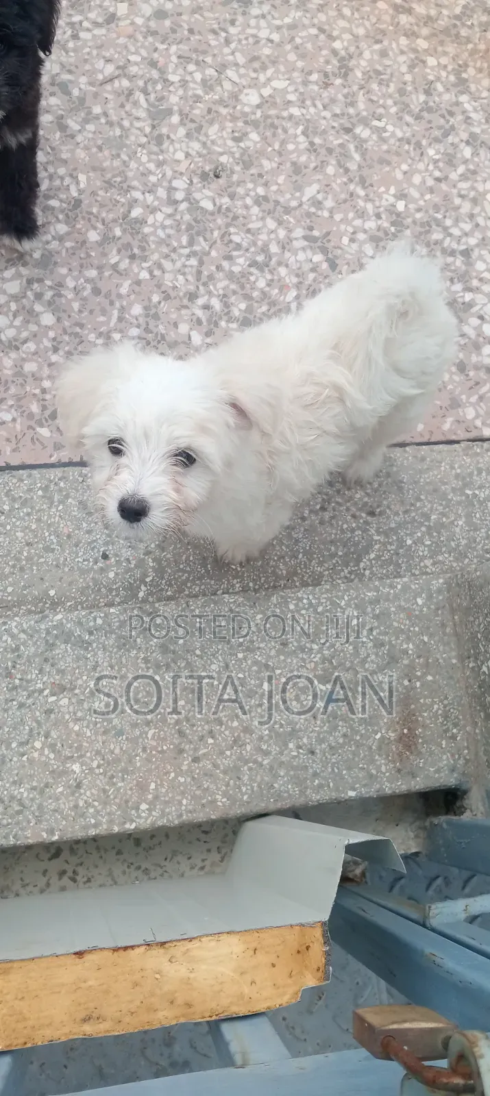 1-3 months Male Mixed Breed Maltese