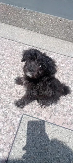 1-3 months Male Purebred Maltese