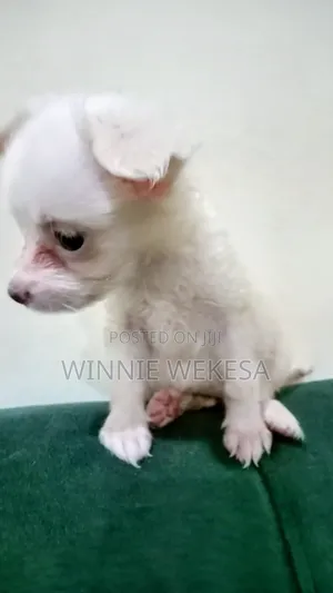1-3 months Male Mixed Breed Japanese Spitz