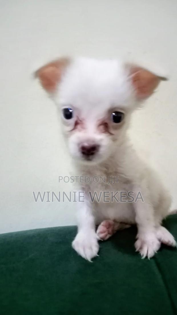 1-3 months Male Mixed Breed Japanese Spitz - thumbnail 2
