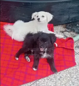 1-3 months Male Purebred Maltese