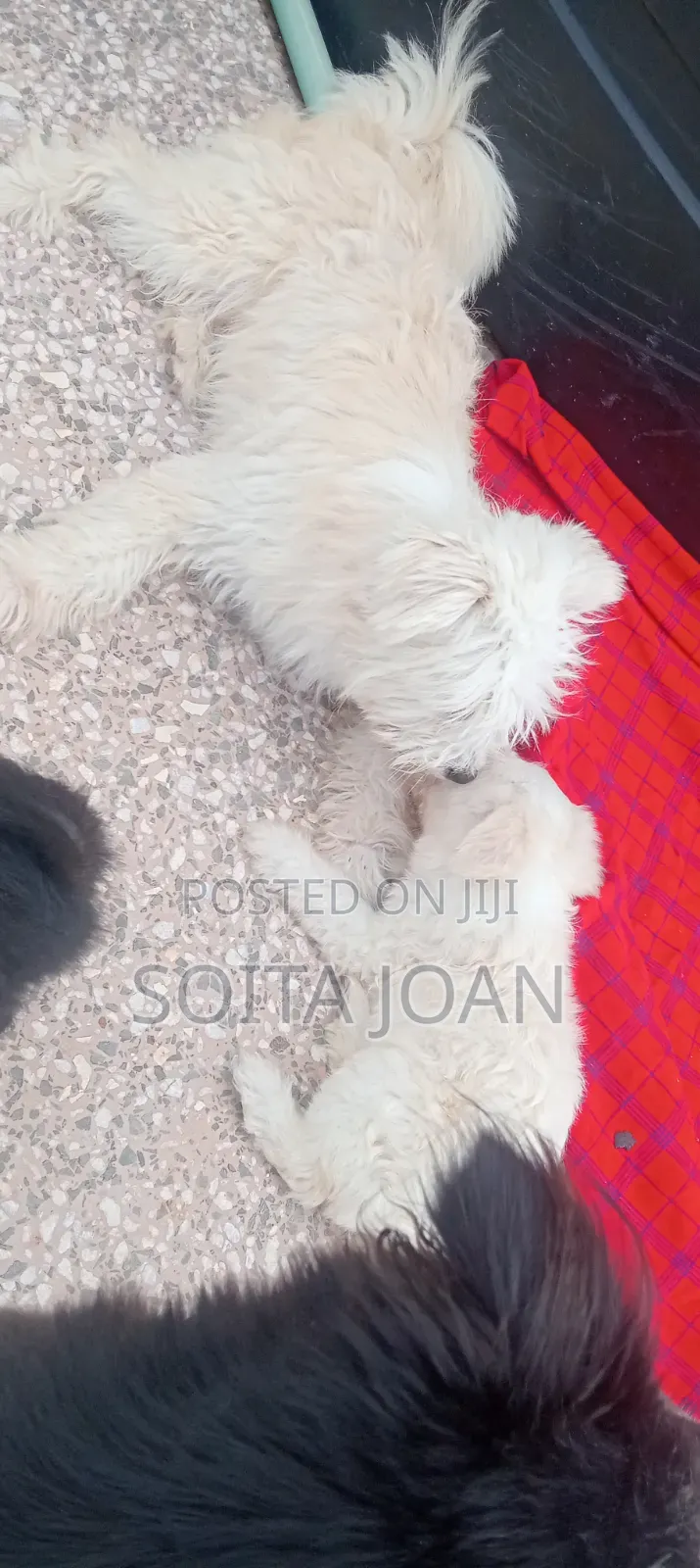 1-3 months Male Mixed Breed Japanese Spitz