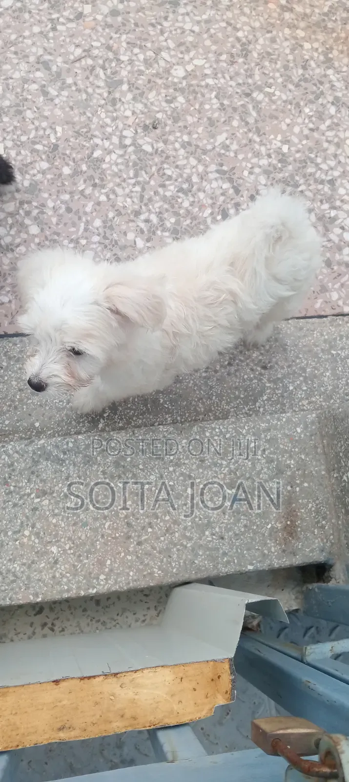 1-3 months Male Mixed Breed Japanese Spitz
