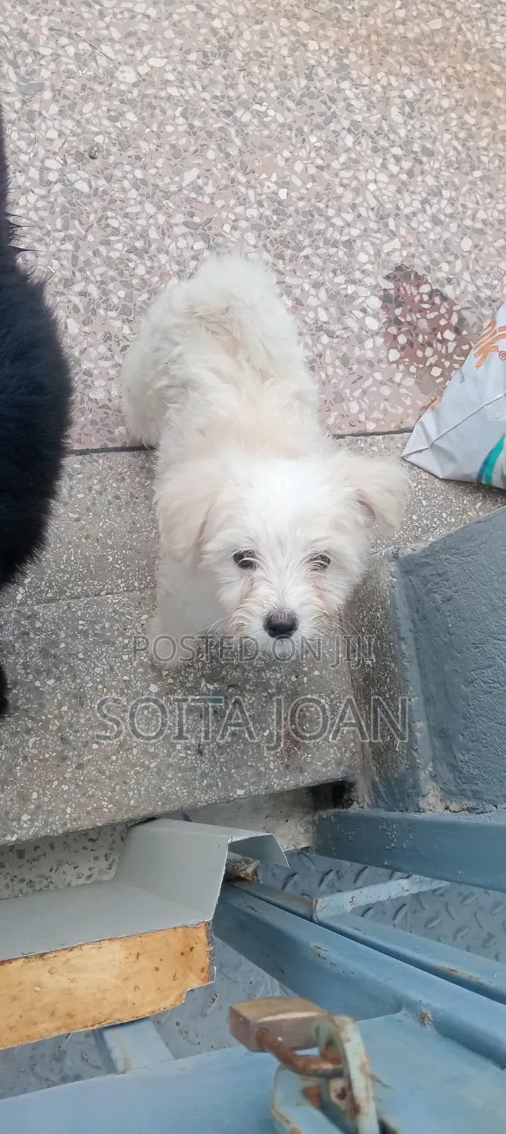 1-3 months Male Mixed Breed Japanese Spitz