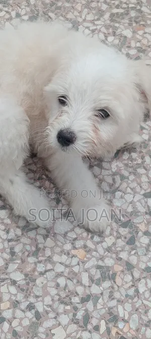 1-3 months Male Mixed Breed Japanese Spitz