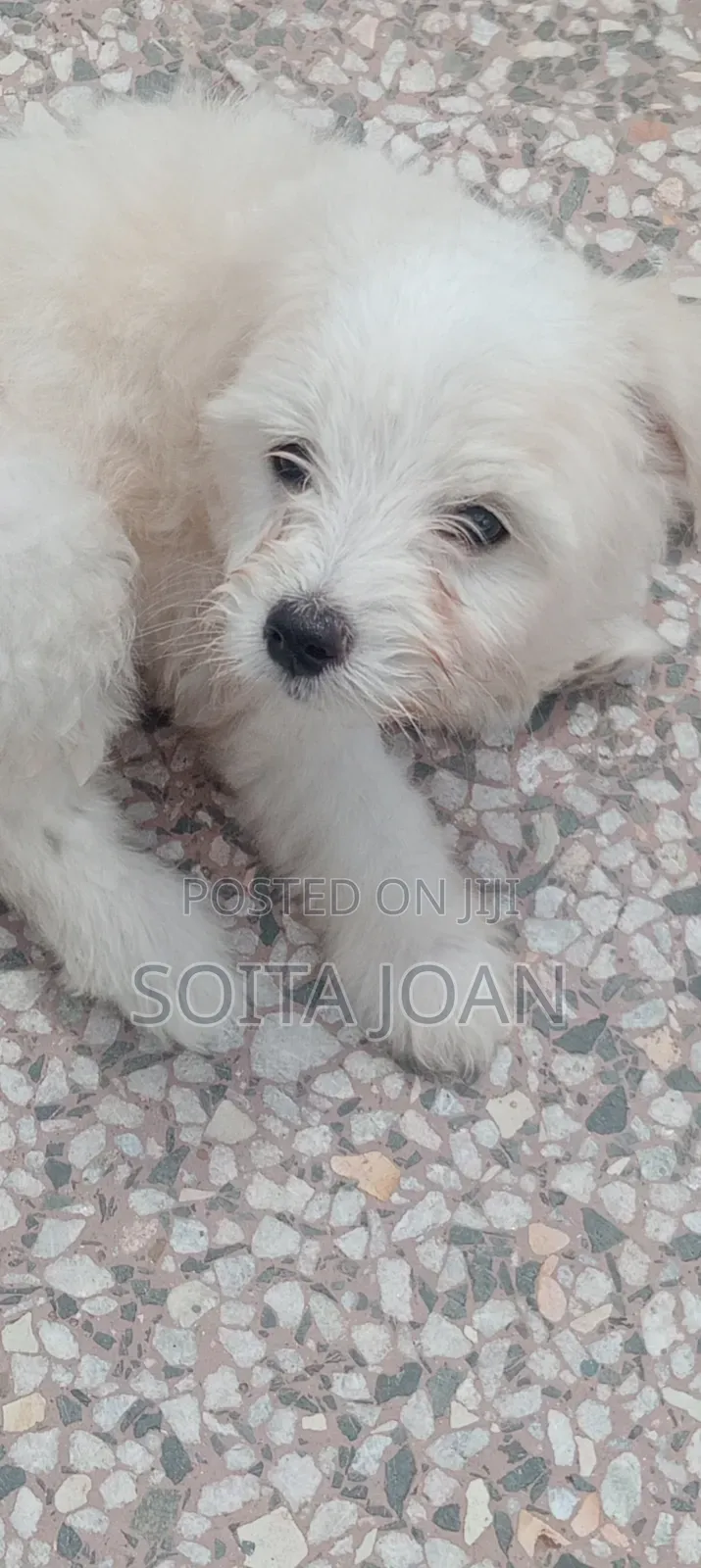 1-3 months Male Mixed Breed Japanese Spitz