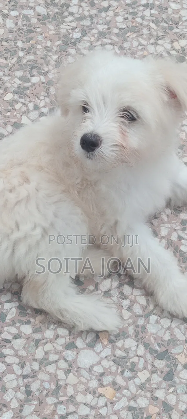 1-3 months Male Mixed Breed Japanese Spitz