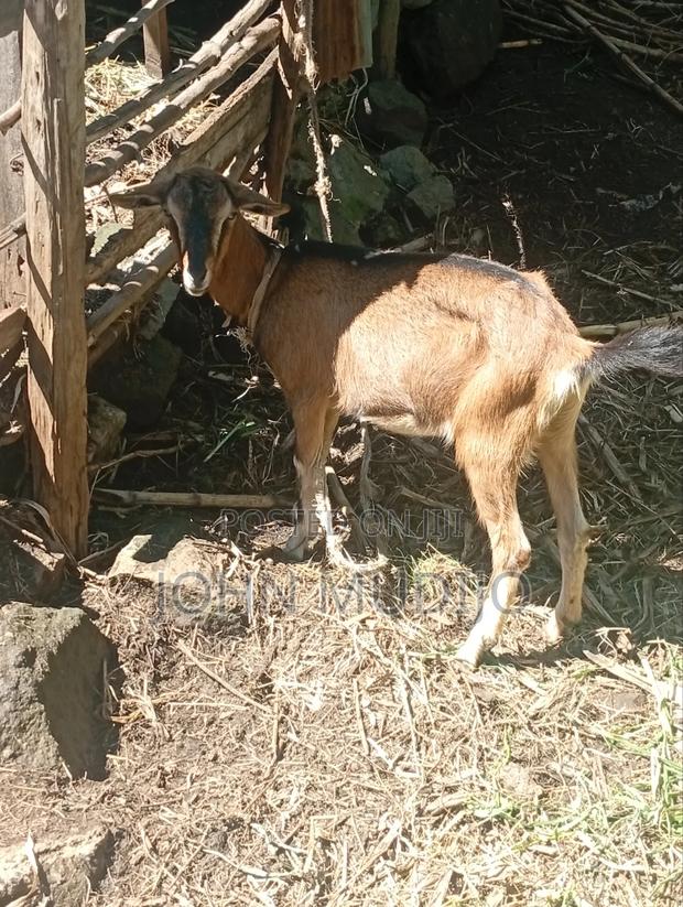 Alpine Doe