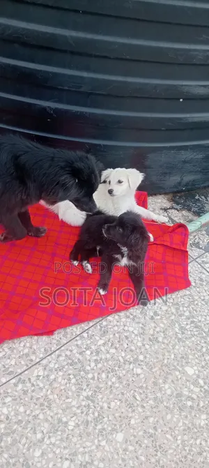 1-3 months Male Purebred Maltese